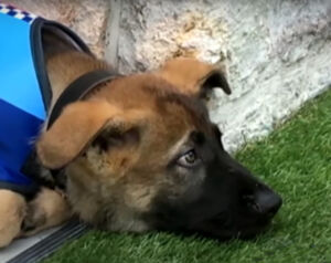 Cachorro demitido da Polícia