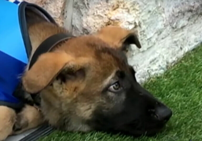 Cachorro demitido da Polícia